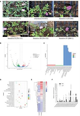 Sucrose synthase gene SUS3 could enhance cold tolerance in tomato